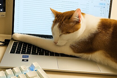 Gato dormindo em cima do notebook.