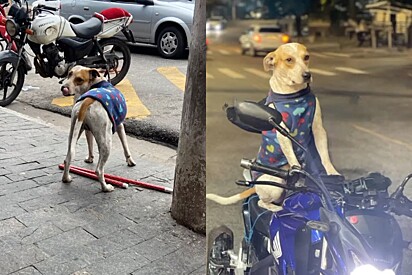 Caramelo Motoboy, um cão comunitário da rua Virgínia Ferni, zona leste de São Paulo.