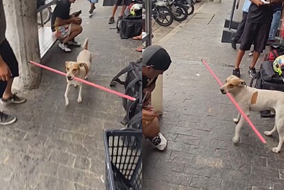 ‘Doido do centro’? Caramelo é visto com cabo de vassoura querendo bater em todo mundo.