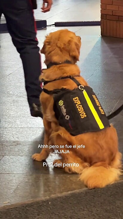 O golden não foi repreendido.