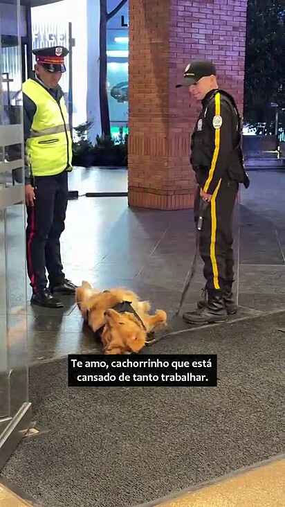 O golden se sente confortável no ambiente de trabalho.