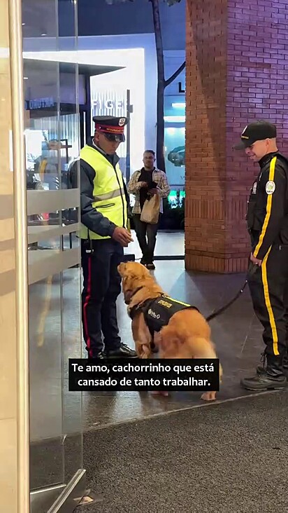 Ele é muito fofo para levar bronca.