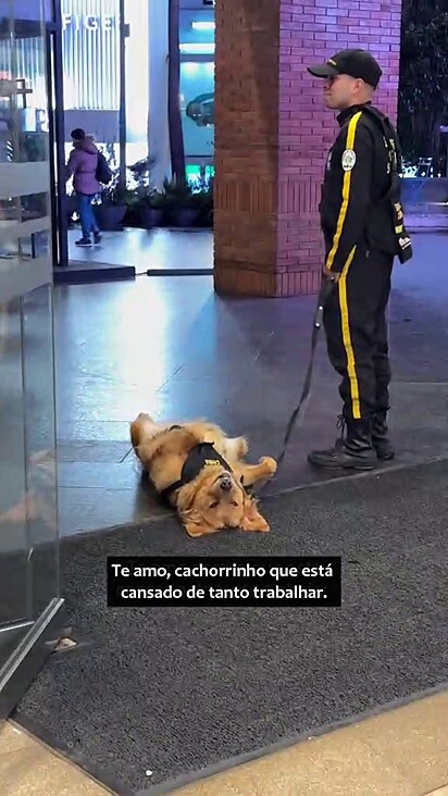 O encarregado do golden não se importou muito.