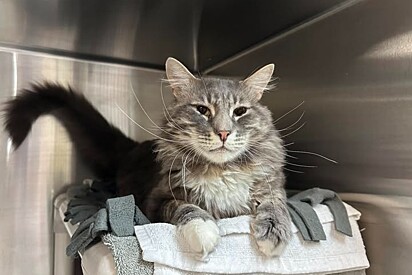 O gato foi devolvido por ser muito carente.