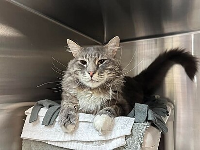 O felino se sentia sozinho e queria atenção.