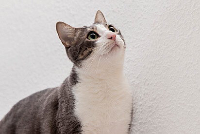 Em 2024 mais de 273 mil gatos foram sacrificados nos Estados Unidos.