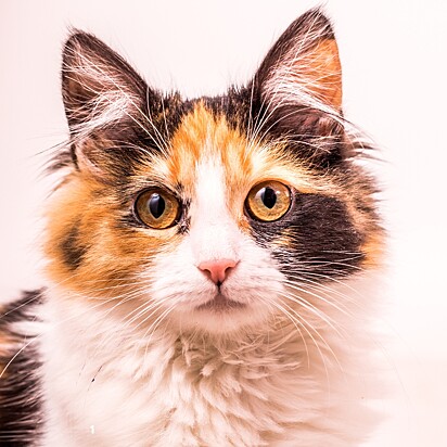 Infecções oculares em gatos são comuns e geralmente causadas por vírus, bactérias ou traumas.