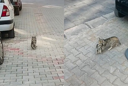 Gata de rua carrega seu filhote doente até clínica veterinária na esperança de conseguir ajuda.