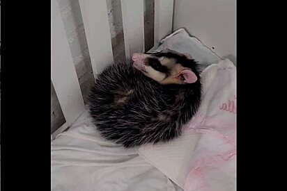 Animal selvagem é encontrado em berço de creche infantil e biólogo brinca: protesto contra os bebês reborn.