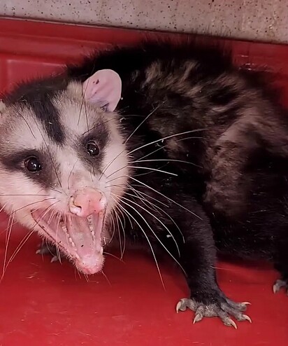 O gambá-de-orelha-branca é encontrado desde a Argentina até o norte da América do Sul.