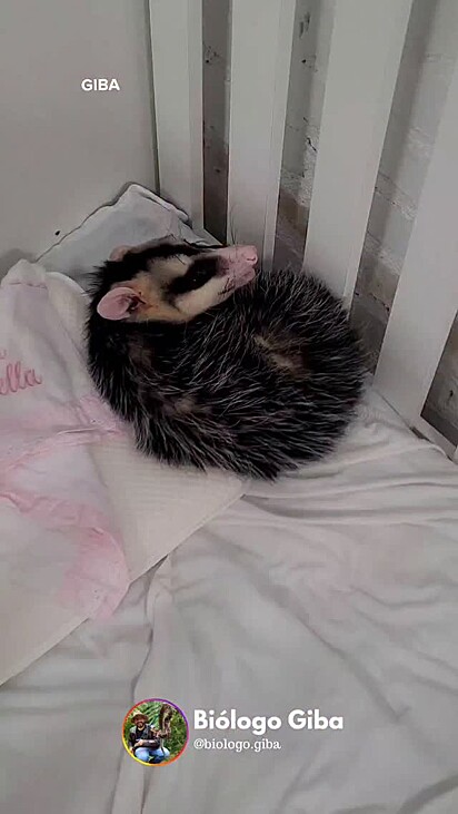 O gambá se acomodou confortavelmente no berço da creche.