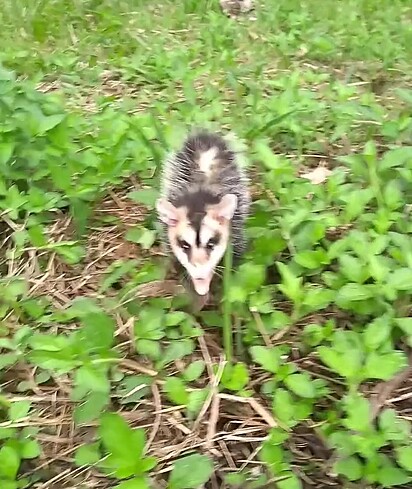 O gambá foi devolvido à natureza.