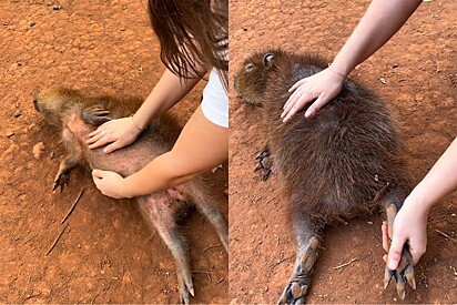“SPA das capivaras” conquista web com vídeo de massagem que deixa pet em transe.