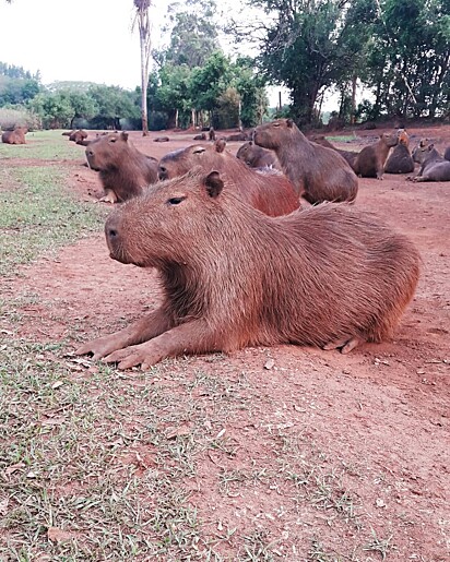 O SPA das capivaras coquistou os internautas.