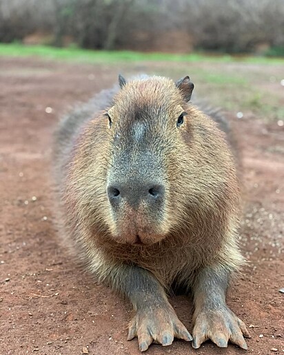 A capivara é o maior roedor do mundo e vive em quase toda a América do Sul.