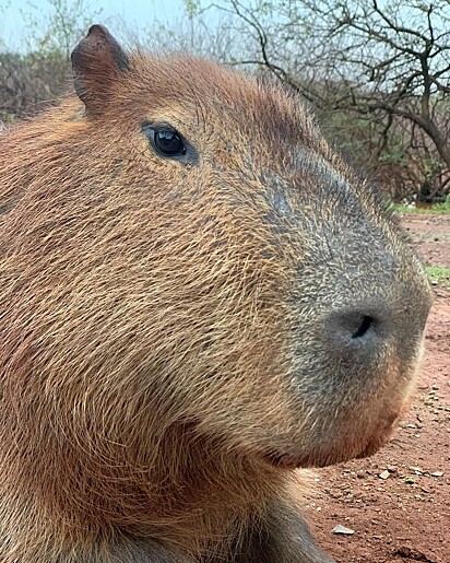 Capivaras se adaptaram tão bem que hoje convivem com humanos até em áreas urbanas.