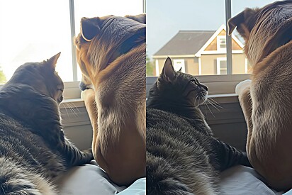 Vira-lata caramelo estava muito reflexivo - até que gato senta ao seu lado e parece o apoiar: Você é capaz.