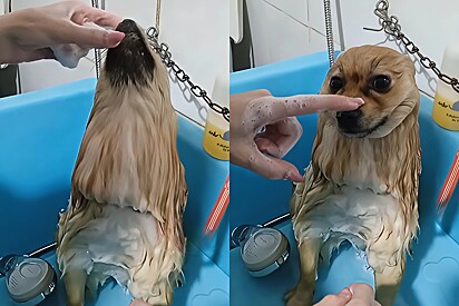 Cachorrinho Lulu da Pomerânia viaja para outra dimensão durante banho relaxante em pet shop.