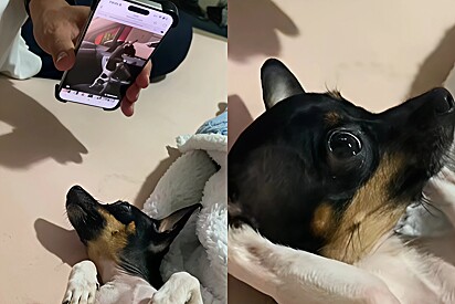 Cachorrinha assiste a própria birra pelo celular e fica toda envergonhada.