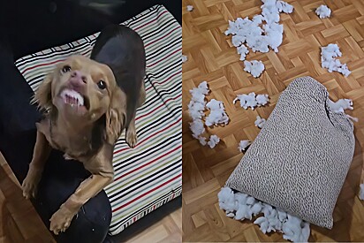 Conheça Cerejinha, a cachorrinha que adora redecorar a casa