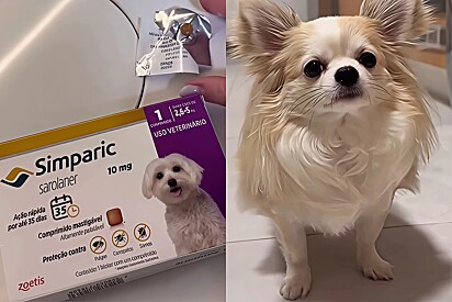 Geralmente os pets não são adeptos a tomar medicamentos.