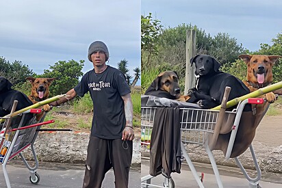 Não posso abandonar: motorista flagra andarilho levando seus três cães durante jornada pelo Brasil.