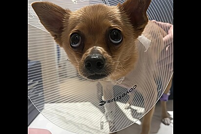 Família toma difícil decisão para salvar a vida de cachorrinha; Mas eis que eles recebem a melhor notícia.