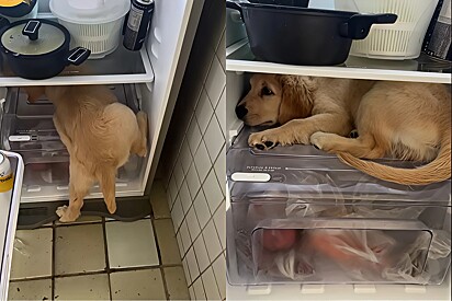 No calor de Maceió, golden retriever viraliza com solução inusitada para se refrescar.