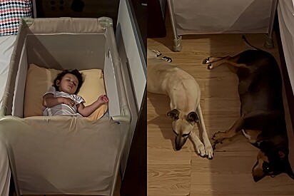 Os animais que foram resgatados hoje devolvem o amor e lealdade que recebem da família.