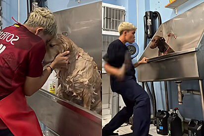 Câmera de segurança registra como tosador trata cães em pet shop.