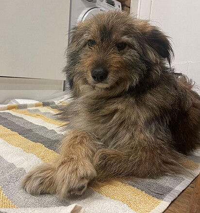 Ferris, o cachorro, deitou com as patinhas cruzadas.