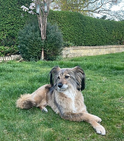 É comum ver cães com patas compridas nessa pose.