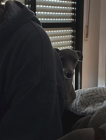 O cão é especialista em julgar.