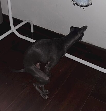 A surpresa do Dante.