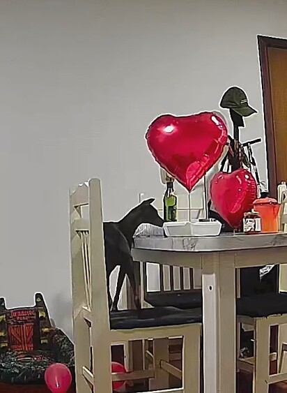 Dante provando o jantar.