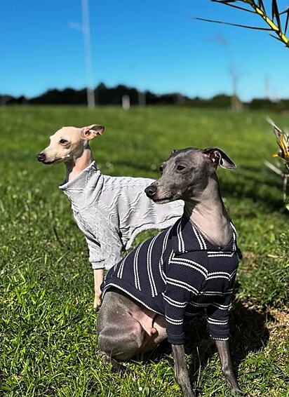 Galgos podem sentir frio com facilidade.