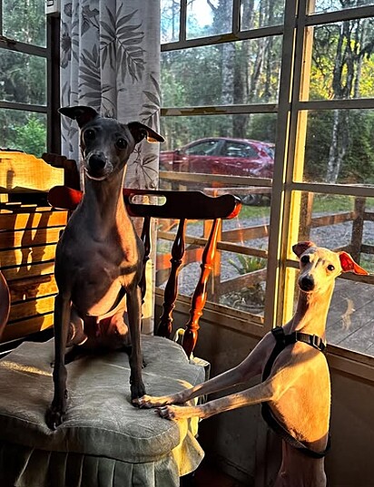 Dante e Juno, dois cães galgo italiano.