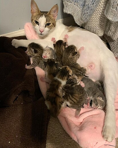 Todos os filhotes encontraram um lar, inclusive a mãe.
