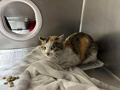 A gatinha está se recuperando e logo será disponibilizada para adoção.