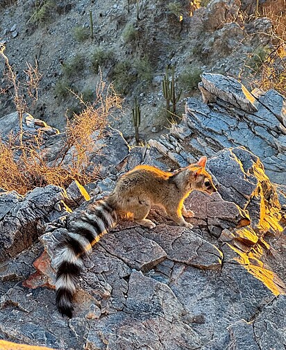 Desde 1986, o ringtail é o mamífero oficial do Arizona.