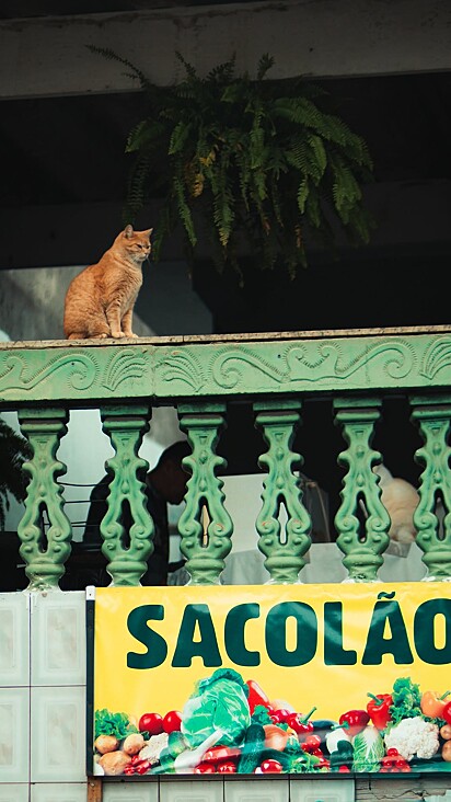 André Coelho se encantou com a cena do gato na sacada, mas foi o cachorrinho de rua que roubou seu coração.