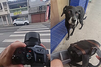 Durante ensaio com gato aleatório, cachorro de olhar triste se aproxima de fotógrafo e então sua vida muda para sempre.