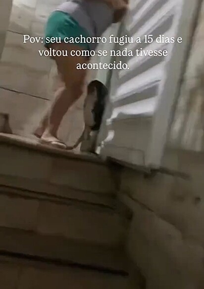 Bobs ficou desaparecido por 15 dias.