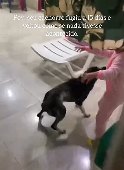 A família ficou eufórica quando viu o Bobs.