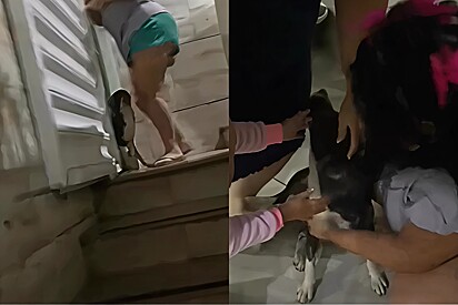 Família fica eufórica ao ver cachorro cruzando a porta, como se nada tivesse acontecido, após 15 dias desaparecido.