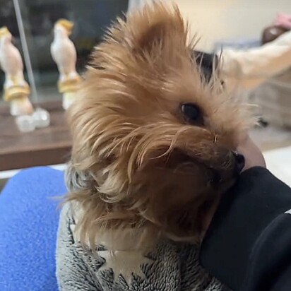 A cachorrinha da Bel nasceu muda.