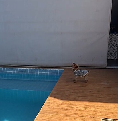 Apesar da mudez, a cachorrinha deixa claro quem manda ali. 