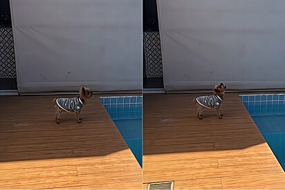 Cachorrinha muda dá tudo de si para “latir” e jura estar fazendo o maior barulho para afastar o perigo de casa.