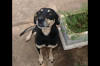 Mulher encontra cachorra igual à sua pet falecida e vídeo comove milhões nas redes