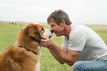 Quatro vidas de um cachorro.